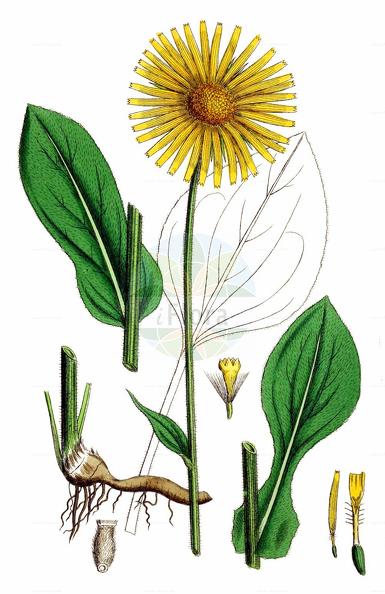 Doronicum plantagineum