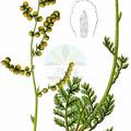 Artemisia laciniata