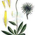 Hieracium alpinum