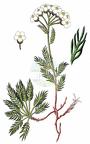 Achillea erba-rotta subsp. moschata