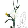 Centaurea melitensis