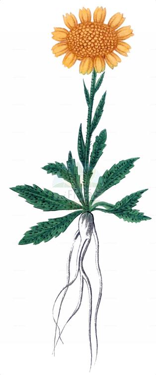 Jacobaea uniflora
