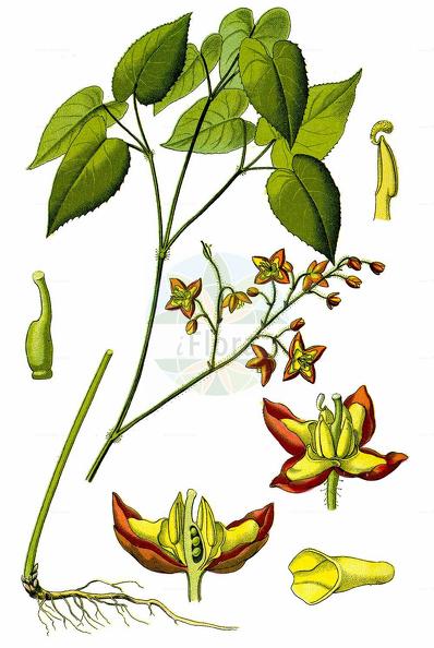Epimedium alpinum
