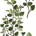 Alnus viridis subsp. viridis