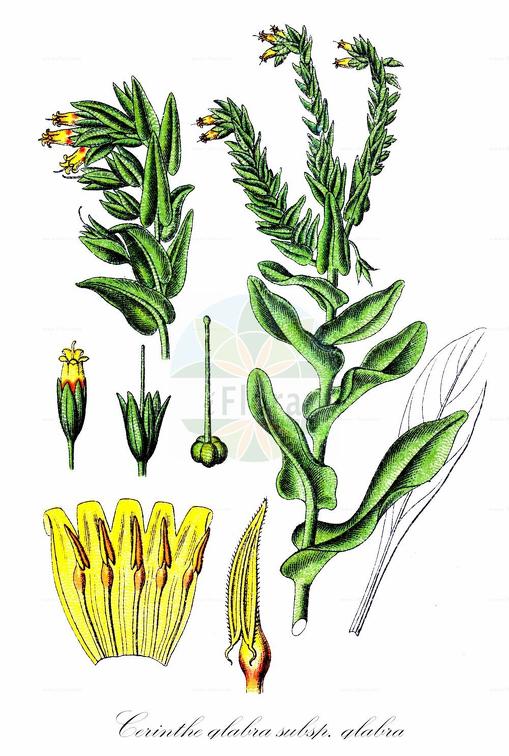 Cerinthe glabra subsp. glabra
