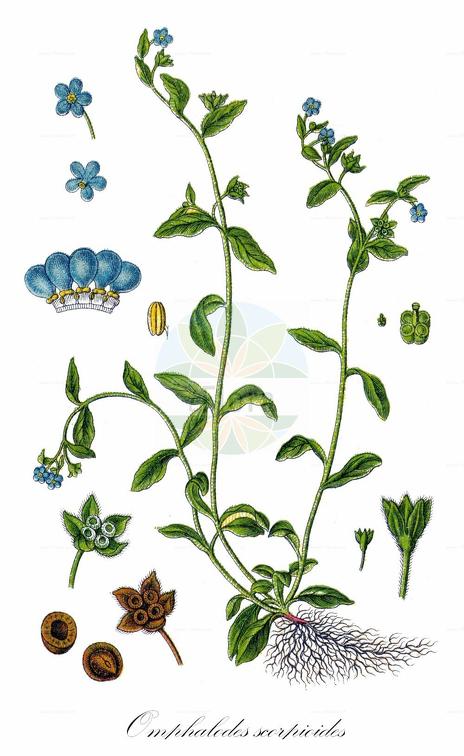 Omphalodes scorpioides