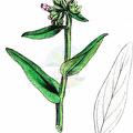 Anchusa officinalis