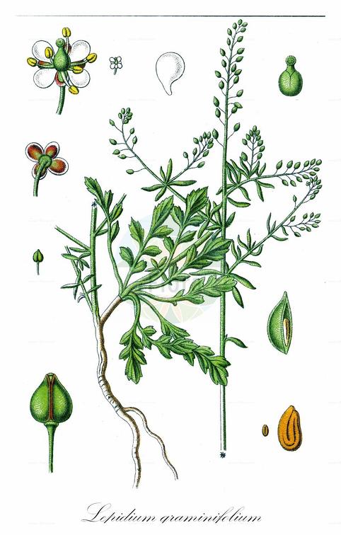 Lepidium graminifolium