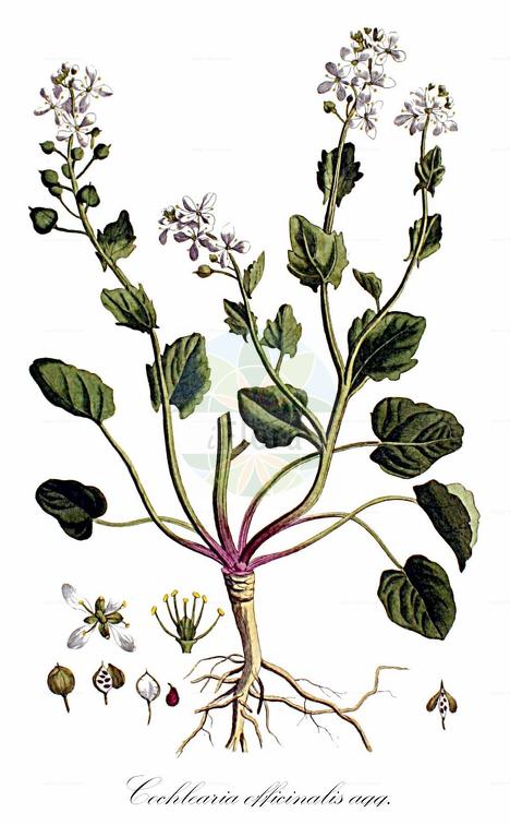 Cochlearia officinalis agg.