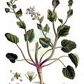 Cochlearia officinalis agg.