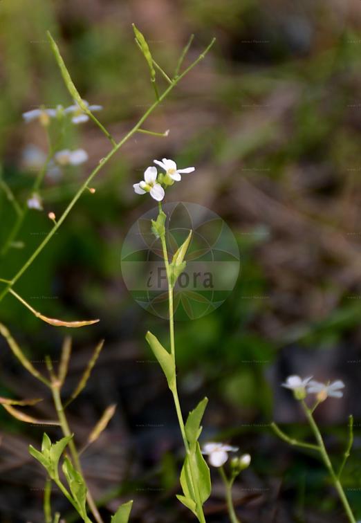 Arabidopsis halleri