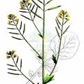 Barbarea vulgaris subsp. arcuata