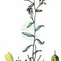 Aurinia petraea