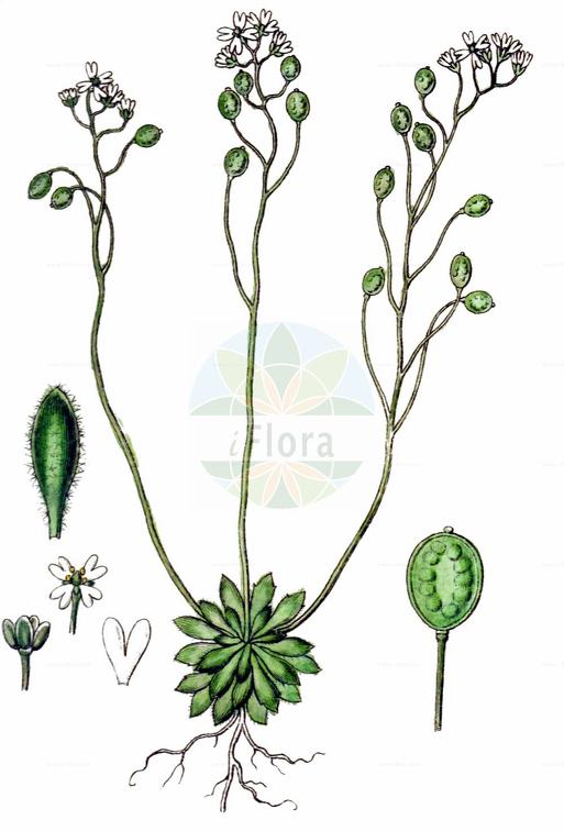Erophila verna subsp. spathulata