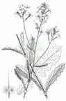 Biscutella cichoriifolia
