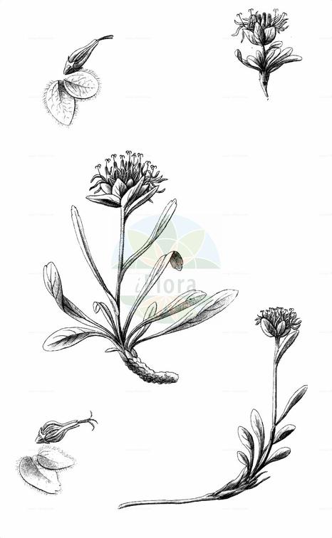 Phyteuma globulariifolium