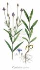 Cephalaria syriaca