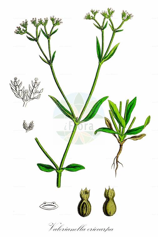Valerianella eriocarpa