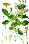 Lonicera caprifolium