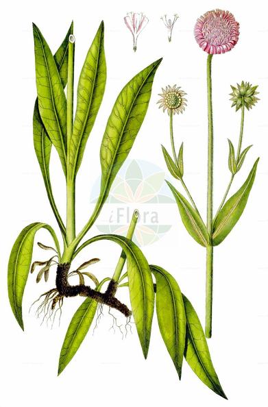 Knautia longifolia