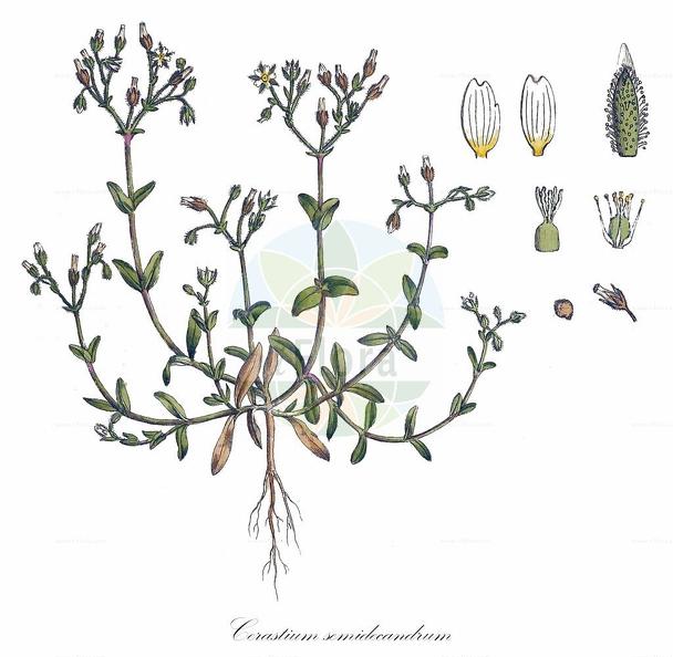 Cerastium semidecandrum