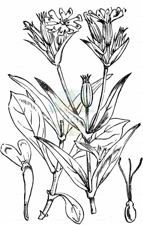 Silene noctiflora