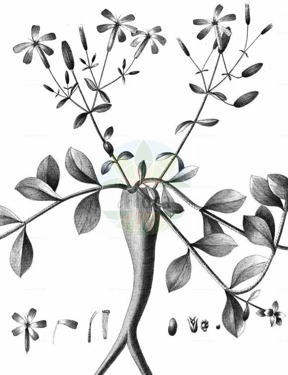 Saponaria ocymoides