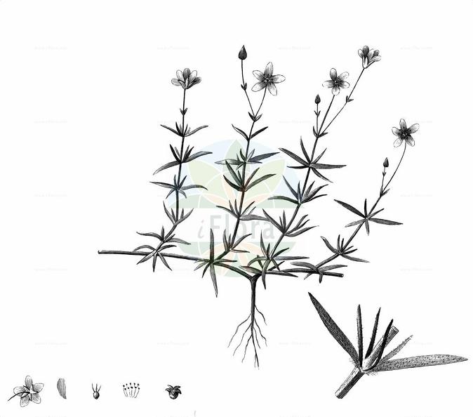 Arenaria grandiflora