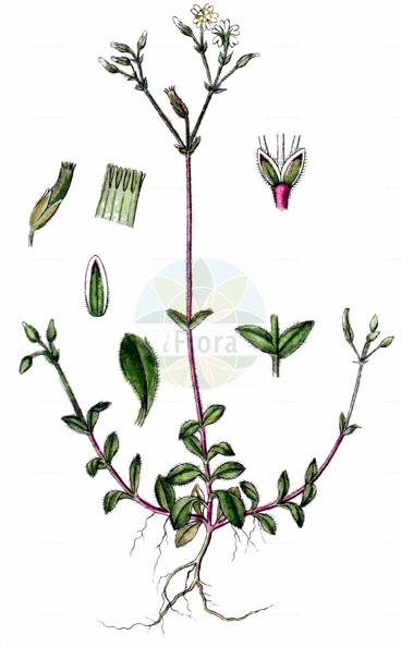 Cerastium fontanum subsp. vulgare