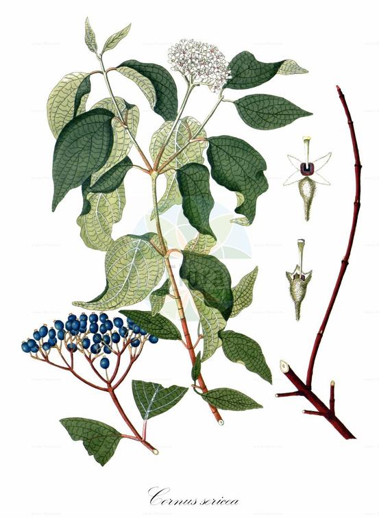 Cornus sericea