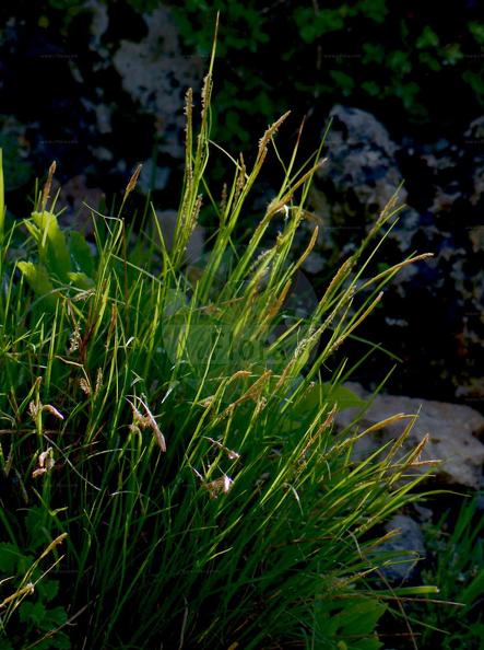 Carex austroalpina