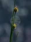 Carex capitata