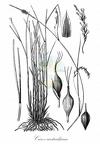 Carex australpina