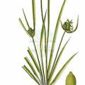 Carex baldensis