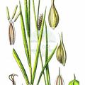 Carex laevigata