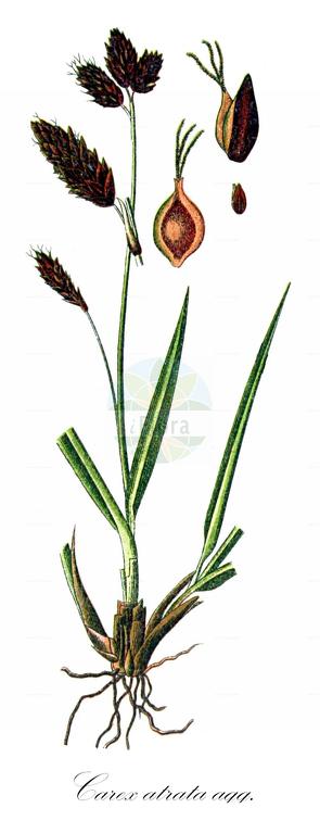 Carex atrata agg.