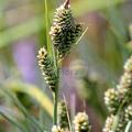 Carex buxbaumii