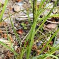 Carex supina