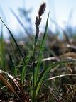 Carex bigelowii