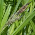 Carex randalpina