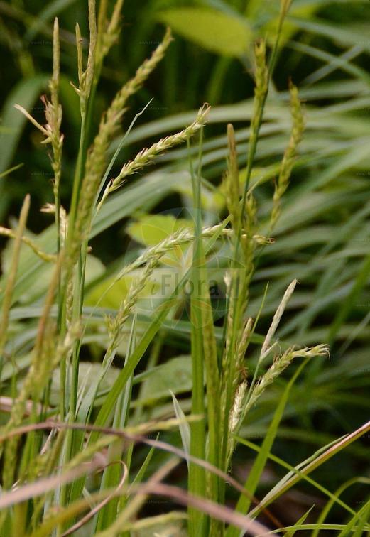 Carex laevigata