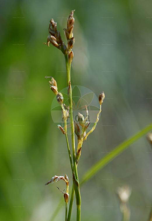 Carex pediformis