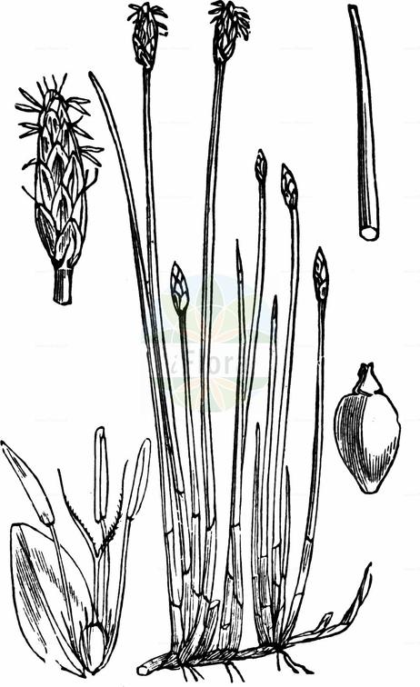 Eleocharis palustris agg.