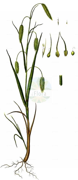 Carex paleacea