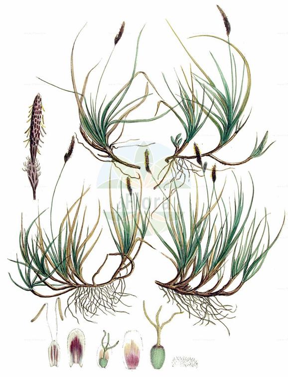 Carex ericetorum