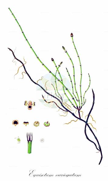 Equisetum variegatum