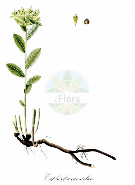 Euphorbia carniolica