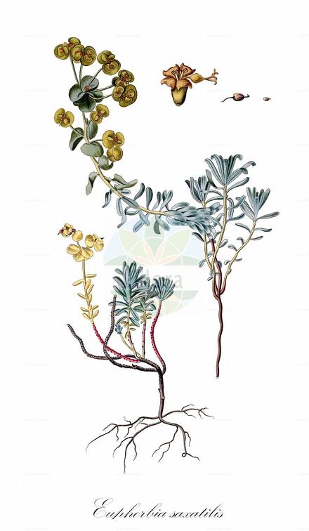 Euphorbia saxatilis