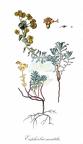 Euphorbia saxatilis
