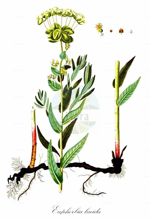 Euphorbia lucida